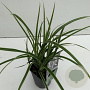Carex morrowii 'Ice Dance' 25-30 cm C1 vierkant