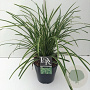 Carex morrowii 'Ice Dance' 45-50 cm 5,0L vierkant