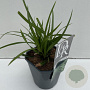 Carex morrowii 'Irish Green' 35-40 cm 2,0L vierkant