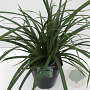 Carex morrowii 'Irish Green' 45-50 cm 5,0L vierkant