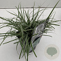 Carex oshim. Evercolor Everest 25-30 cm C1 vierkant