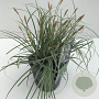 Carex oshim. Evercolor Everest 35-40 cm 2,0L vierkant