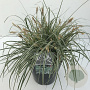 Carex oshim. Evercolor Everest 45-50 cm 5,0L vierkant
