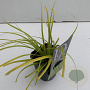Carex oshim. Evercolor Everillo 25-30 cm C1 vierkant