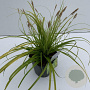 Carex oshim. Evercolor Everillo 35-40 cm 2,0L vierkant