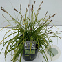 Carex oshim. Evercolor Everillo 45-50 cm 5,0L vierkant