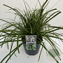 Carex oshim. Evercolor Everlime 40-45 cm 5,0L vierkant