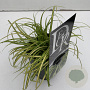 Carex oshim. Evercolor Eversheen 25-30 cm C1 vierkant