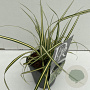 Carex oshim. 'Evergold' 25-30 cm C1 vierkant