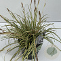 Carex oshim. 'Evergold' 35-40 cm 2,0L vierkant