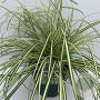Carex oshim. 'Evergold' 45-50 cm 5,0L vierkant