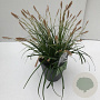 Carex oshim. 'Evergreen' 35-40 cm 2,0L vierkant