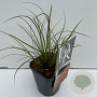 Carex testacea 'Prairie Fire' 25-30 cm C1 vierkant