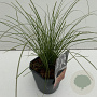 Carex testacea 'Prairie Fire' 35-40 cm 2,0L vierkant