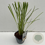 Cortaderia selloana 35-40 cm 2,0L vierkant