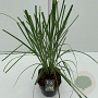 Cortaderia selloana 60-65 cm 5,0L vierkant