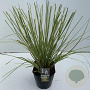 Cortaderia s. Minigoldenpampas 60-65 cm 5,0L vierkant