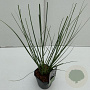 Cortaderia s. Minipampas 35-40 cm 2,0L vierkant