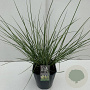 Cortaderia s. Minipampas 60-65 cm 5,0L vierkant