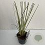 Cortaderia s. Minisilverpampas 35-40 cm 2,0L vierkant