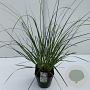 Cortaderia s. 'Pumila' 60-65 cm 5,0L vierkant