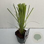 Cortaderia s. 'Rosea' 35-40 cm 2,0L vierkant