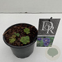 Geranium Rozanne 15 cm 2,0L