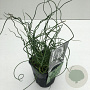 Juncus effusus 'Spiralis' 25-30 cm C1 vierkant