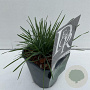 Koeleria glauca 25-30 cm C1 vierkant