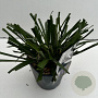 Liriope muscari 'Moneymaker' 35-40 cm 2,0L vierkant
