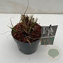 Miscanthus sin. 'Flamingo' 25-30 cm 3,0L