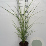 Miscanthus sin. 'Strictus' GM 2,0L