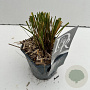 Molinia caerulea 'Banshee' 25-30 cm 2,0L vierkant
