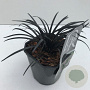 Ophiopogon plan. 'Niger' 25-30 cm 2,0L vierkant