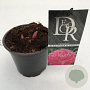 Paeonia (LD) 'Alexander Fleming' 10 cm P12