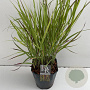 Panicum virgatum 'Sangria' 25-30 cm 5,0L vierkant