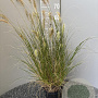 Pennisetum al. 'Hameln' GM 2,0L