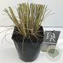 Pennisetum al. 'Redhead' 25-30 cm 5,0L vierkant