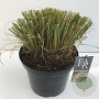 Pennisetum alopecuroides viridesc. 35-40 cm 10L