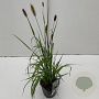 Pennisetum massaicum 25-30 cm 2,0L vierkant