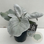 Senecio candicans Angel Wings 45-50 cm 5,0L vierkant