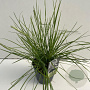 Sesleria autumnalis 45-50 cm 2,0L vierkant