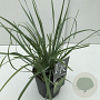 Sesleria heufleriana 35-40 cm 2,0L vierkant
