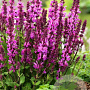 Salvia sylv. 'Rose Marvel' GM C5