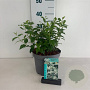 Philadelphus 'Belle Etoile' 50-60 cm 35L