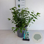 Philadelphus 'Belle Etoile' 60-80 cm 6,5L