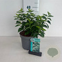 Philadelphus coronarius 50-60 cm 35L