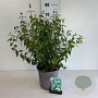 Philadelphus 'Lemoinei' 60-80 cm 6,5L