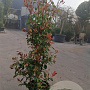 Photinia fraseri 'Red Robin' 175-200 cm 30L