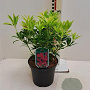 Pieris 'Forest Flame' GM C3